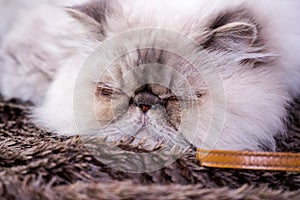 Sleeping cute gray persian can close up for head