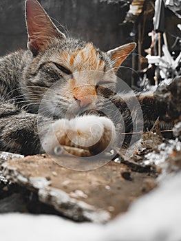 Sleeping Cute Grey Cat photo