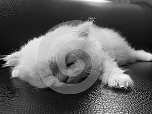 Sleeping cute kitten on shiny leather cushion