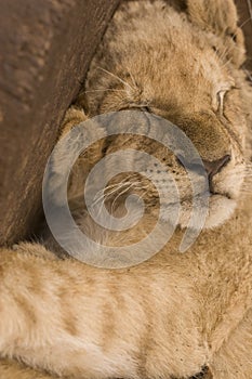 Sleeping cute lion cub