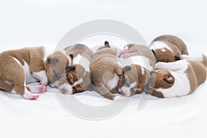 Sleeping cute newborn pedigree basenji puppies