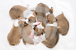 Sleeping cute newborn pedigree basenji puppies