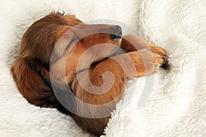 Sleeping dachshund puppy