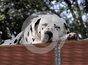 Sleeping Dalmatian