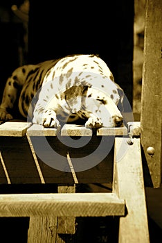 Sleeping Dalmatian