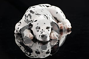 Sleeping dalmatian dog isolated on black