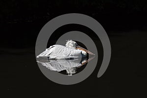 The sleeping Dalmatian Pelican