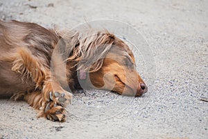 Sleeping Dapple Doxie or Dapple Dachshund