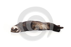 Sleeping dark ferret laying on white background in studio