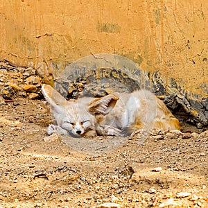 Sleeping Desert Fox