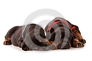 Sleeping dobermann puppies