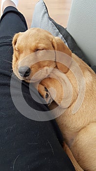 Sleeping Dog