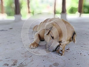 Sleeping Dog