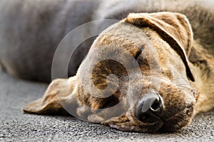 Sleeping dog