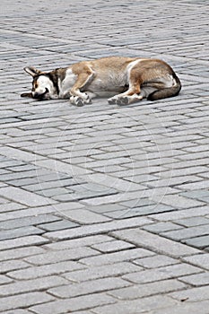 Sleeping dog