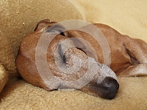 Sleeping_dog