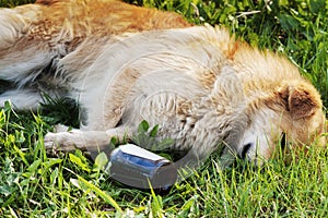 Sleeping dog with alcohol bottle