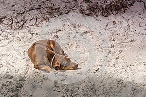 Sleeping dog at beach, slightly cloudy and windy evening at Phu Quoc Island, Vietnam