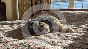 Sleeping Dog on a Bed in the Sunshine