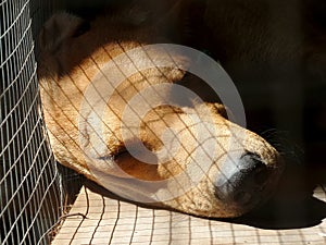 Sleeping dog in cage