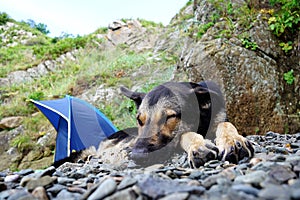 Sleeping Dog at Camping