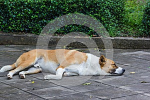 Sleeping Dog on cement floor