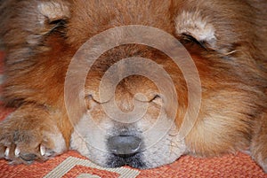 Sleeping dog chow-chow redheaded