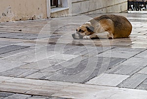 Sleeping dog on city path