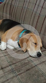 Sleeping Dog on a couch