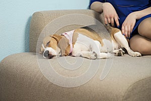 Sleeping dog on the couch next to the hostess. Anxiety for a pet. Love and tenderness