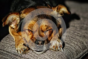 Sleeping dog on a couch