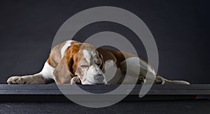 Sleeping dog on a dark background.