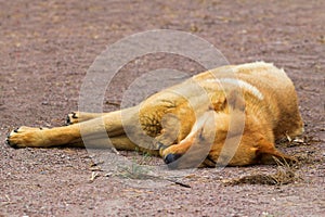 Sleeping dog