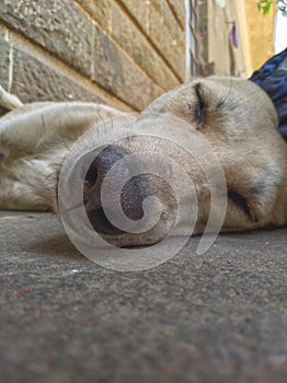 Sleeping Dog photo