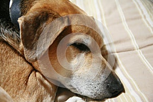 Sleeping dog, head only.