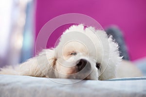 Sleeping dog head in romm