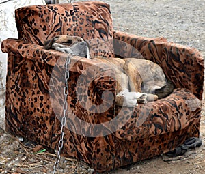 Sleeping dog is laying on the armchair.