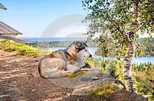 A sleeping dog on a mountain on Anzer Island Solovetsky Islands