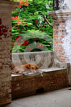 Sleeping dog on old weathered brick bench