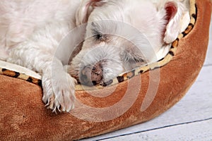 Sleeping dog in pet bed