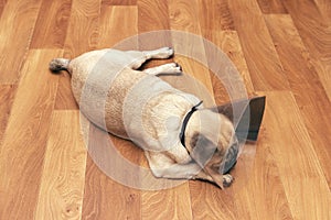 Sleeping dog with plastic elizabethan collar on floor