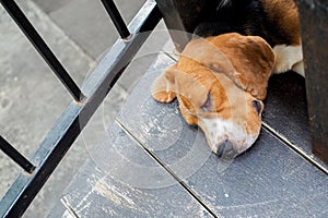 Sleeping dog with red swelling eyelid lining and eyes closed