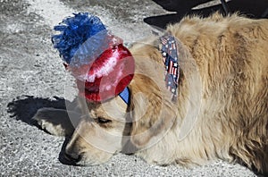 Sleeping dog with Red White and Blue Hat, July 4, Independence Day Parade, Telluride, Colorado, USA