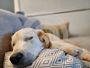 Sleeping Dog Resting on Pillow on Couch Indoors