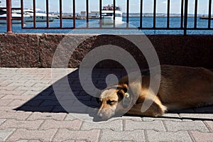 Sleeping dog at the seaport with yellow ear identification tag wich means sterilized.