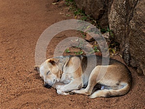 A sleeping dog at Sigiriya Rock, Sri Lanka