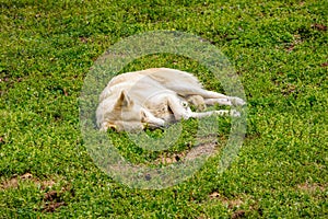 Sleeping Dog. Tired Ranch Dog sleeping in the grass on a warm spring day