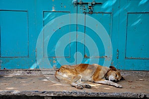 Sleeping dog, Udaipur, India.