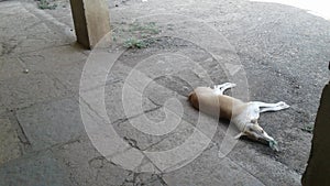 A sleeping dog under basements.