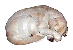 Sleeping dog in an unusual pose isolated on white. White Labrador sleeps with his paw covering his nose.